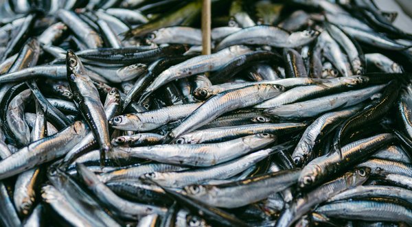 Les applications mobiles pour suivre ses progrès sportifs